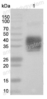 Anti-Monkeypox virus/MPXV E8L Polyclonal Antibody